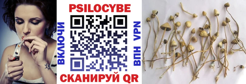 Купить где  Каргат  Псилоцибиновые грибы Cubensis 